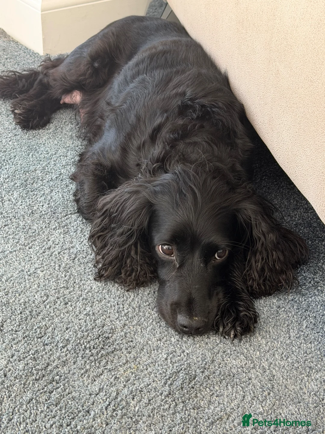 Cocker Spaniel dogs for sale: Gorgeous cocker spaniel (worker) girls - Advert 2