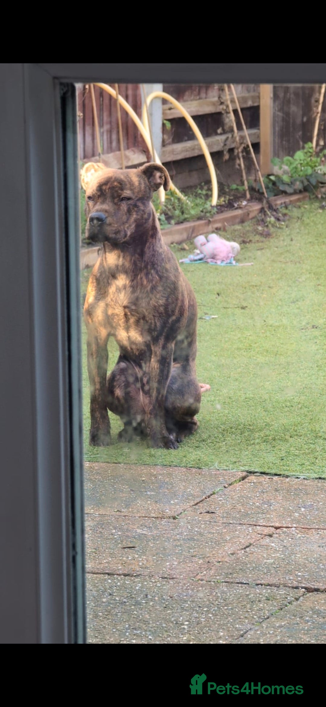 Staffordshire Bull Terrier dogs for sale: Staffy - Advert 3