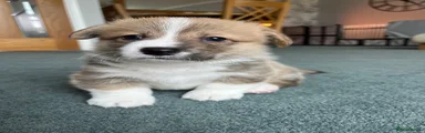 Welsh Corgi Pembroke 2