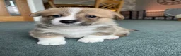 Welsh Corgi Pembroke dogs for sale: Welsh Pembroke Corgi in Darlington - Advert 10