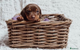 Miniature Dachshund dogs for sale: Daschund pups chocolate and chocolate dapple - Image 8