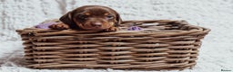 Miniature Dachshund dogs for sale: Chocolate dachshund girls  - Advert 17