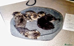 Mixed Breed cats for sale: Bengal mix - Image 11