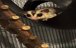 Sugar Glider rodents for sale: Sugar glider and full set up - Image 4