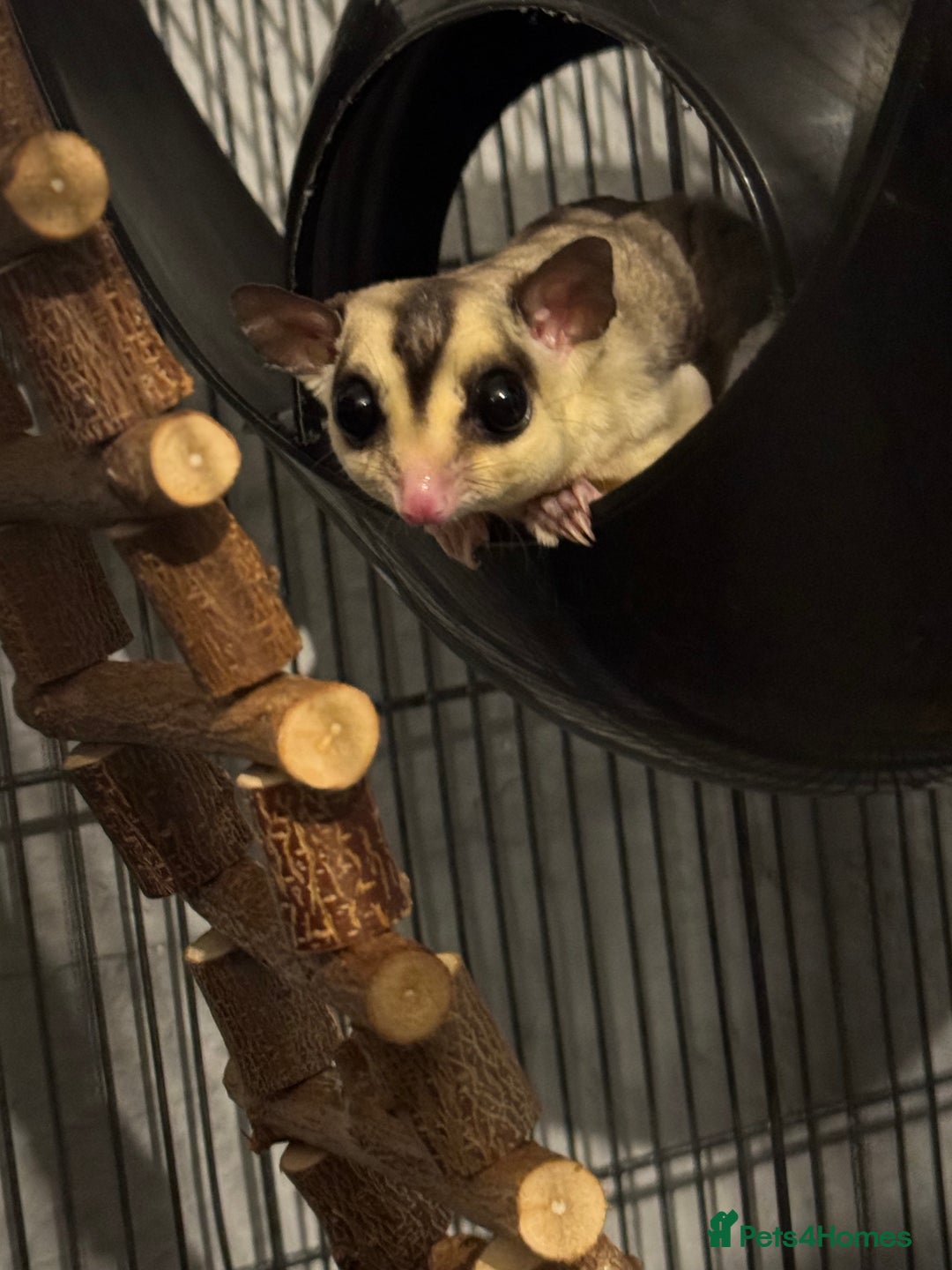 Sugar Glider rodents for sale: Sugar glider and full set up - Image 4