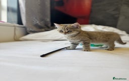 British Shorthair cats for sale: BSH kitten classic & chinchilla bloodline - Image 14