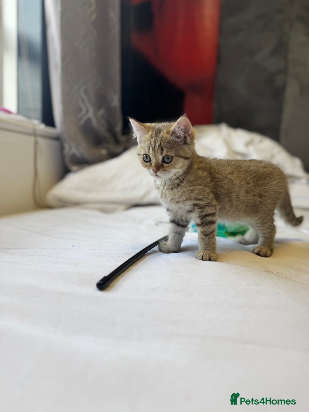 British Shorthair cats for sale: BSH kitten classic & chinchilla bloodline - Image 14