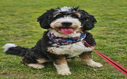 Bernedoodle dogs for sale: Curtabemdoodles Bernedoodles  - Image 22