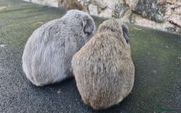 Guinea Pig rodents for sale: Male guinea pigs - Image 8