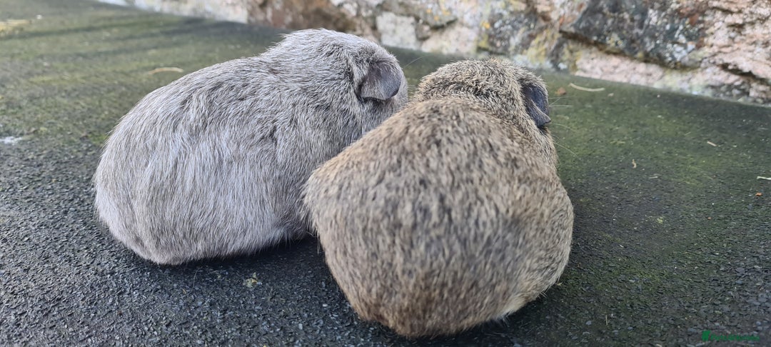 Guinea Pig rodents for sale: Male guinea pigs - Image 8