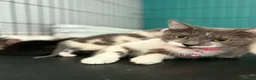 British Shorthair cats for sale: BSH cross Persian  - Advert 2