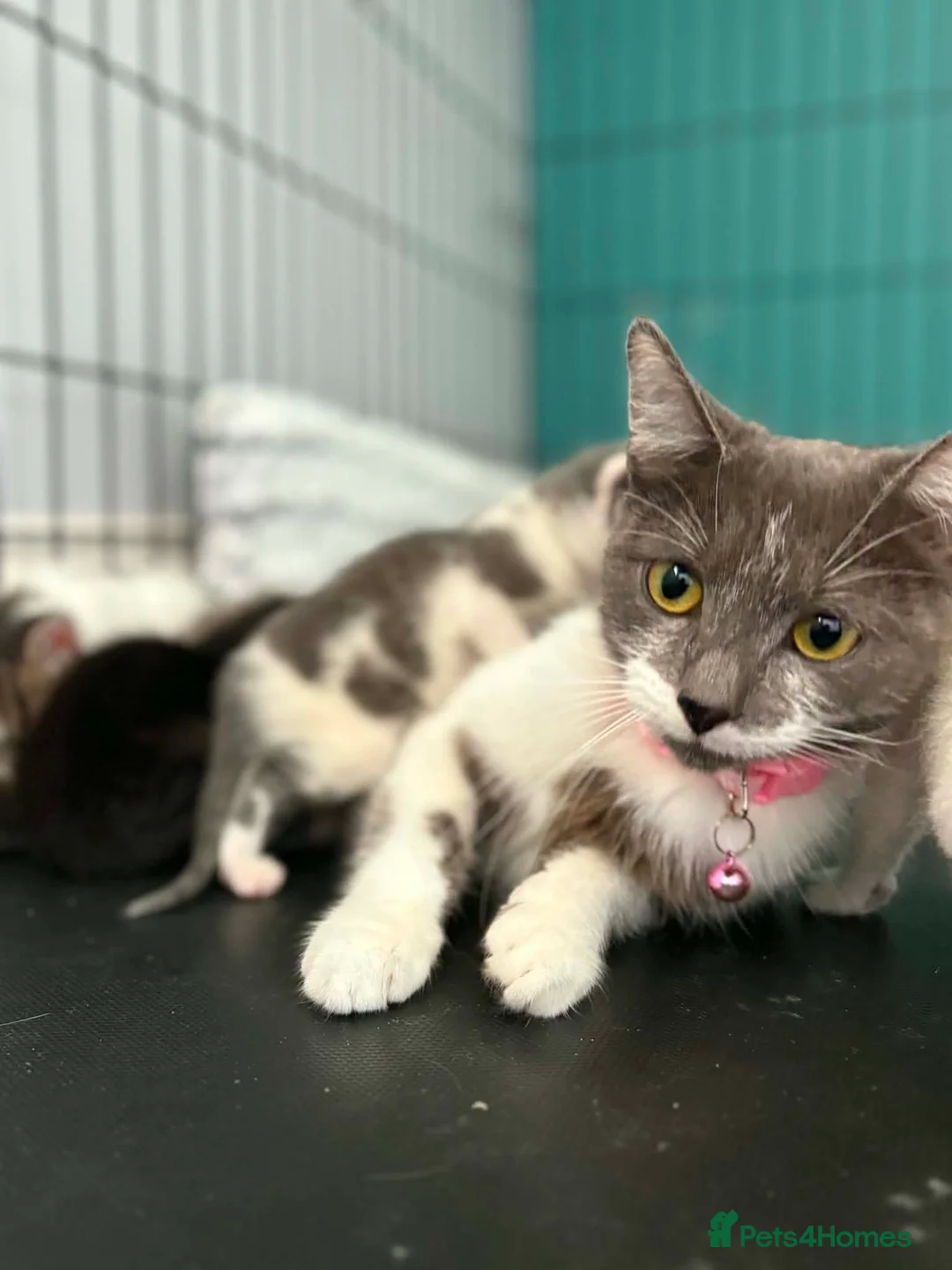 British Shorthair cats for sale: BSH cross Persian  - Advert 2