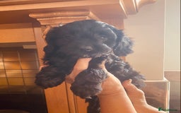 Cavapoo dogs for sale: F1 boys, licensed breeder, health tested parents - Image 13