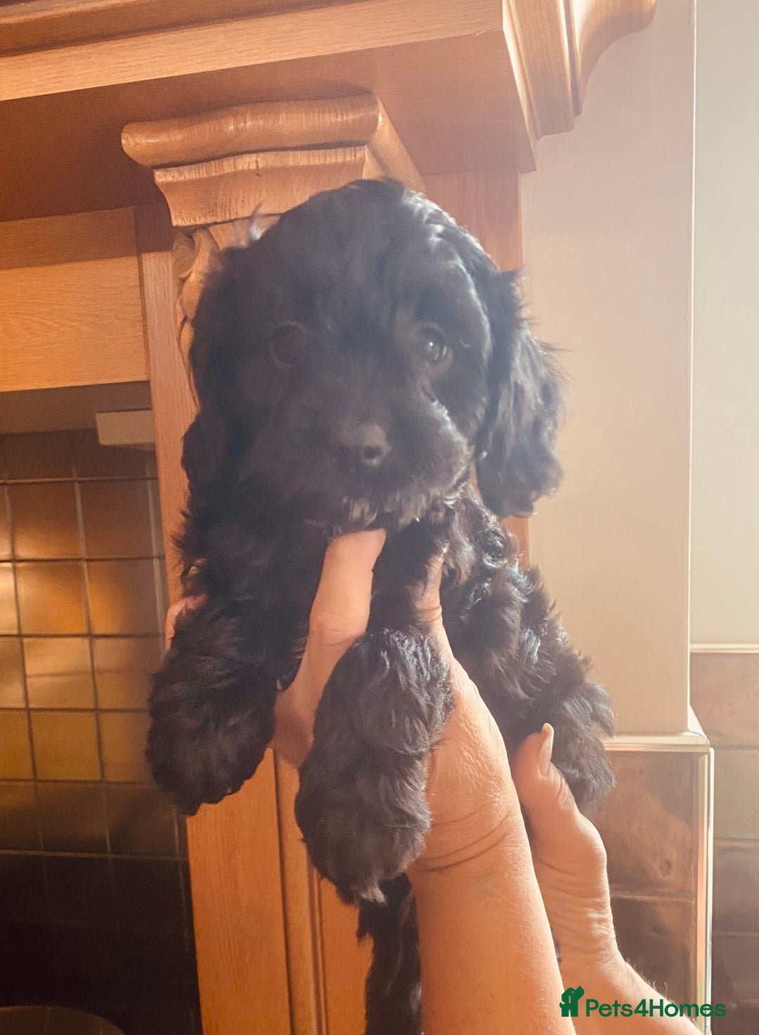 Cavapoo dogs for sale: F1 boys, licensed breeder, health tested parents - Image 13