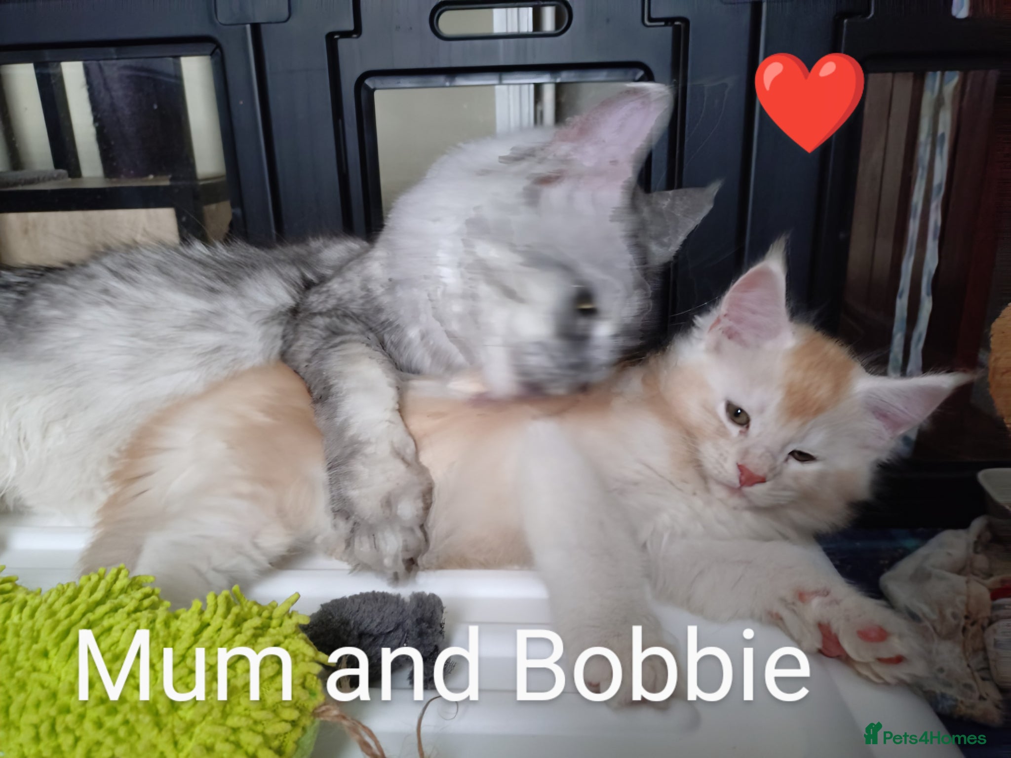 Maine Coon cats for sale: Maine coon boy kitten GCCF pedigree - Advert 14
