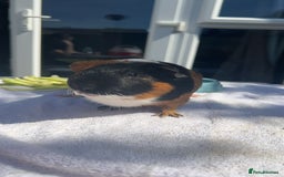 Guinea Pig rodents for sale: skampi - Image 5