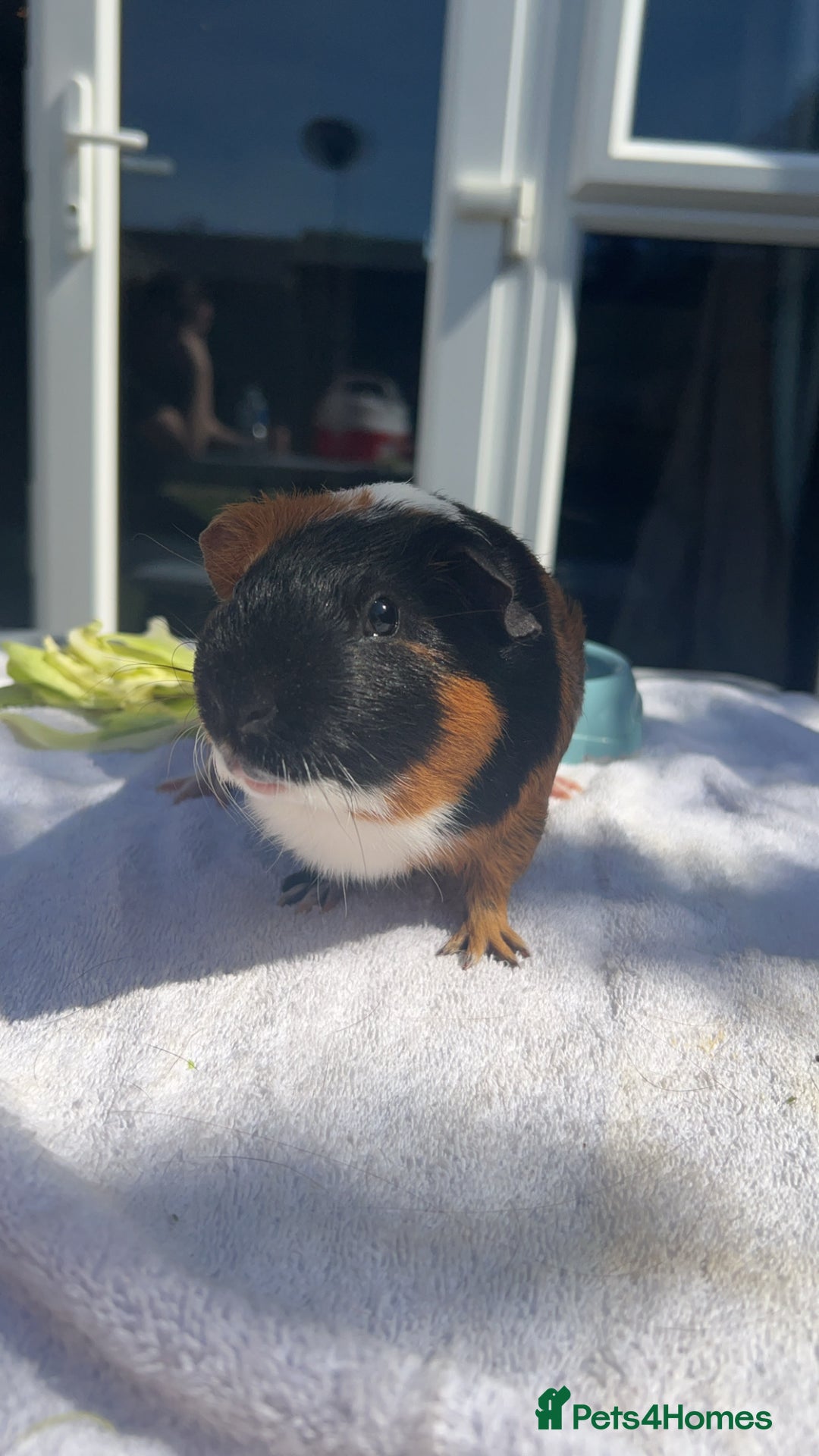 Guinea Pig rodents for sale: skampi - Image 5