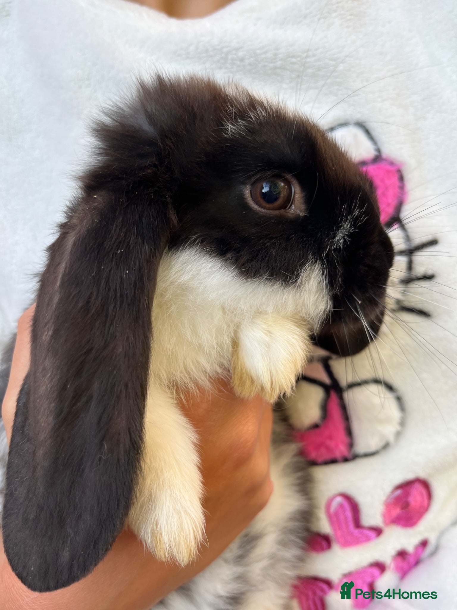 French Lop rabbits 🐰 Gorgeous BOY French Lops 🐰 - Advert 2