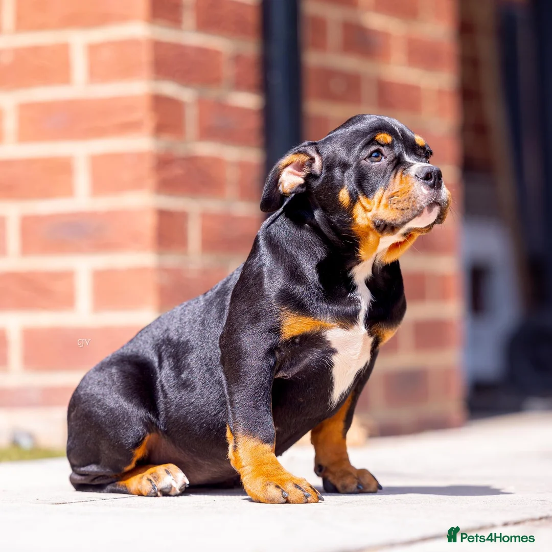 American Bully dogs for sale: American pockets - Advert 2