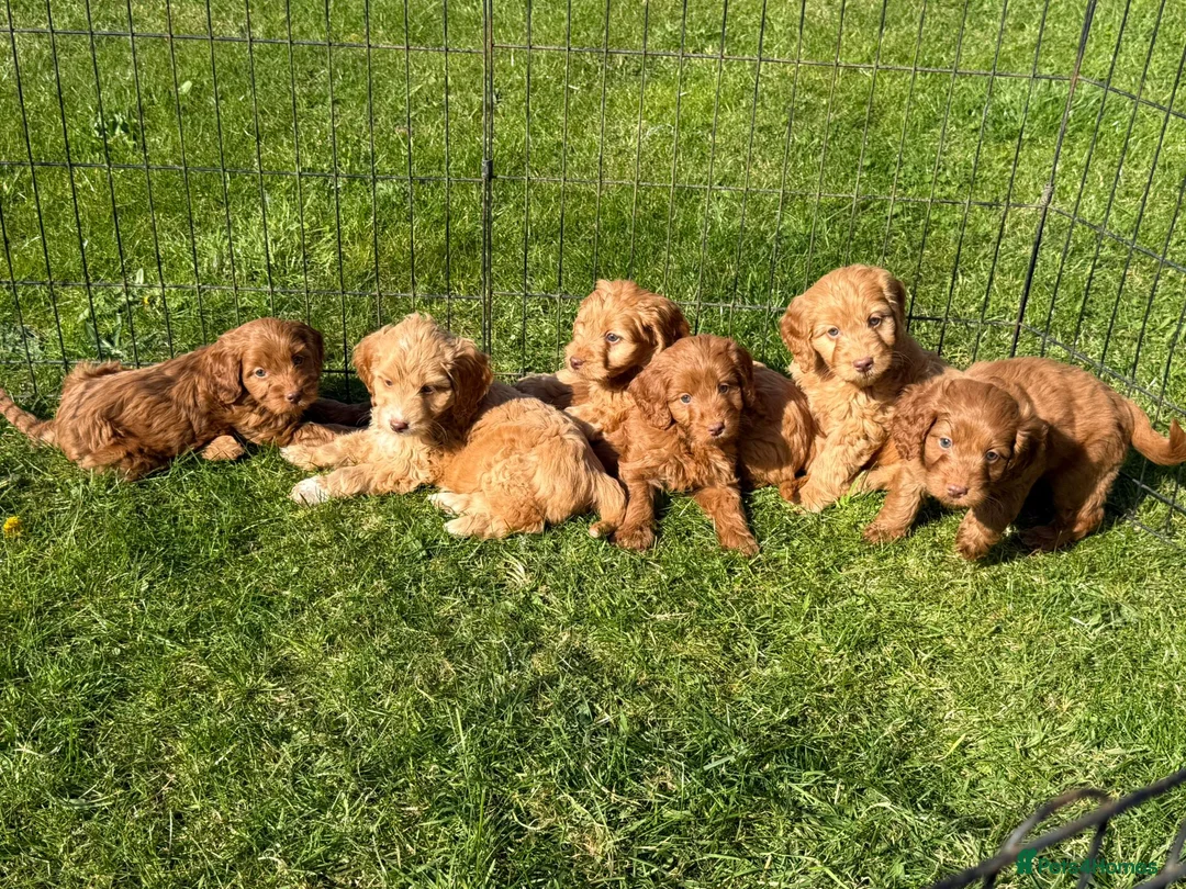 Cockapoo dogs for sale: Cockapoo puppy's ready now  - Advert 2