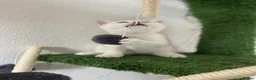 Scottish Fold cats for sale: Champion Bloodline Scottish Straight! - Advert 14