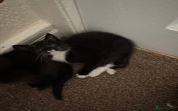 Domestic Shorthair cats for sale: Lovely kittens ready for new home - Image 8
