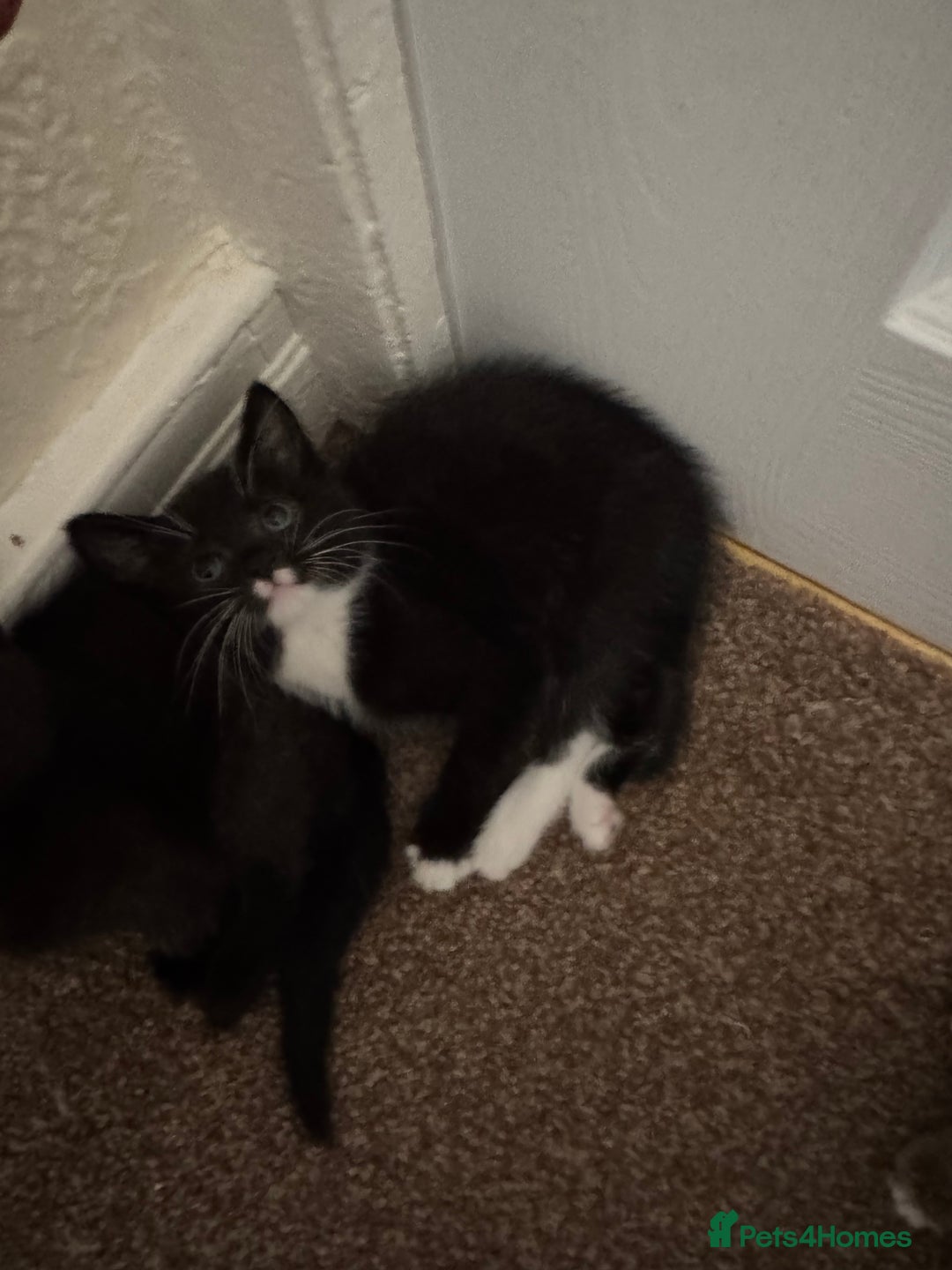 Domestic Shorthair cats for sale: Lovely kittens ready for new home - Image 8