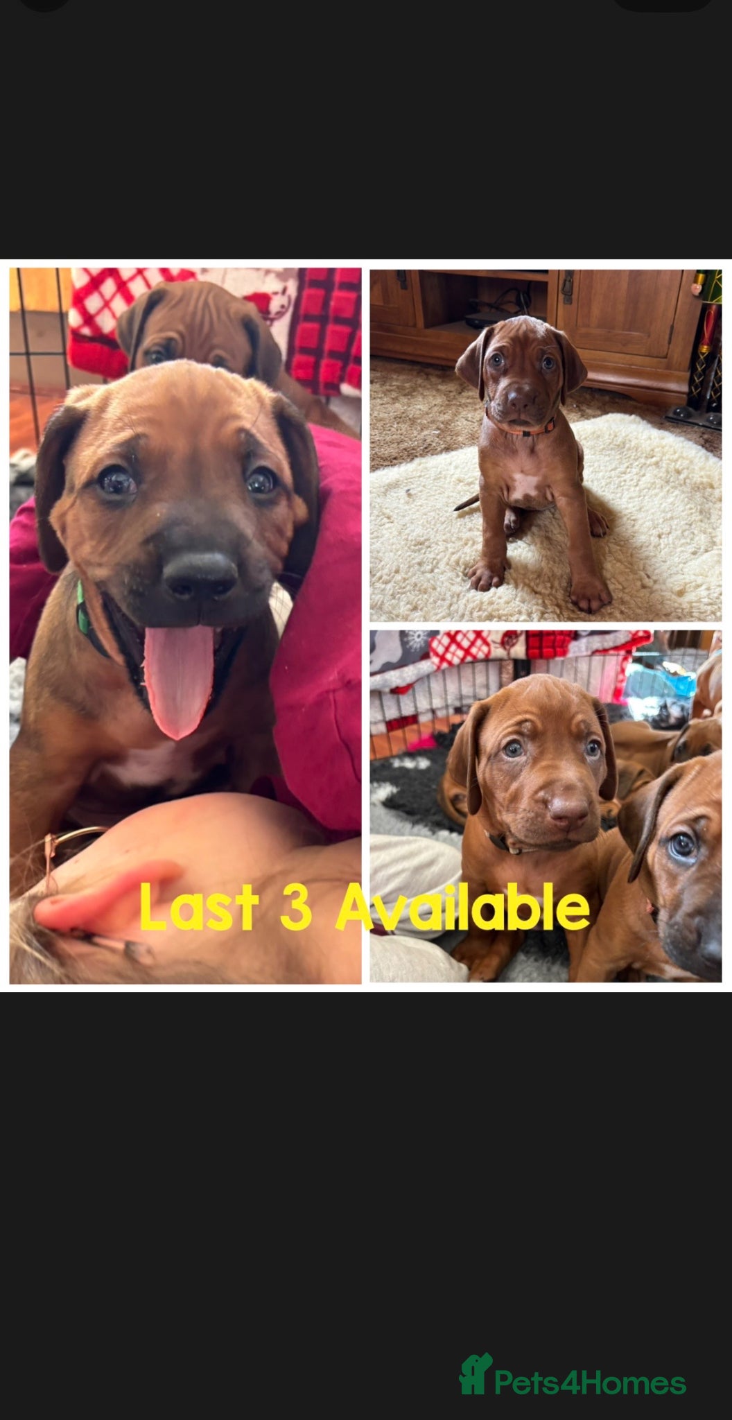 Rhodesian Ridgeback dogs Exceptionally Health Tested/Family Home. Kc Reg - Advert 1