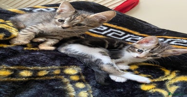 Bengal cats - Advert 3