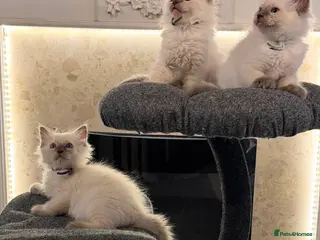 Ragdoll cats *** 3 Male Blue Point Ragdoll Kittens *** - Advert 7