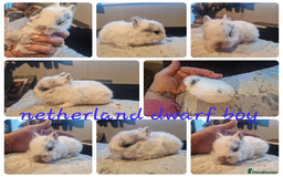 Netherland Dwarf rabbits for sale: Netherland dwarf babies  - Image 2