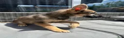 Shepsky dogs for sale: Stunning multi-coloured eyed puppies - Advert 32