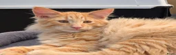 Norwegian Forest Cat cats for sale: Pedigree Norwegian Forest kittens - Advert 10