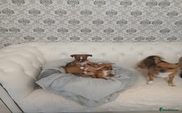 Chihuahua dogs for sale: Ready now 3 chihuahua boys looking for their home - Image 1