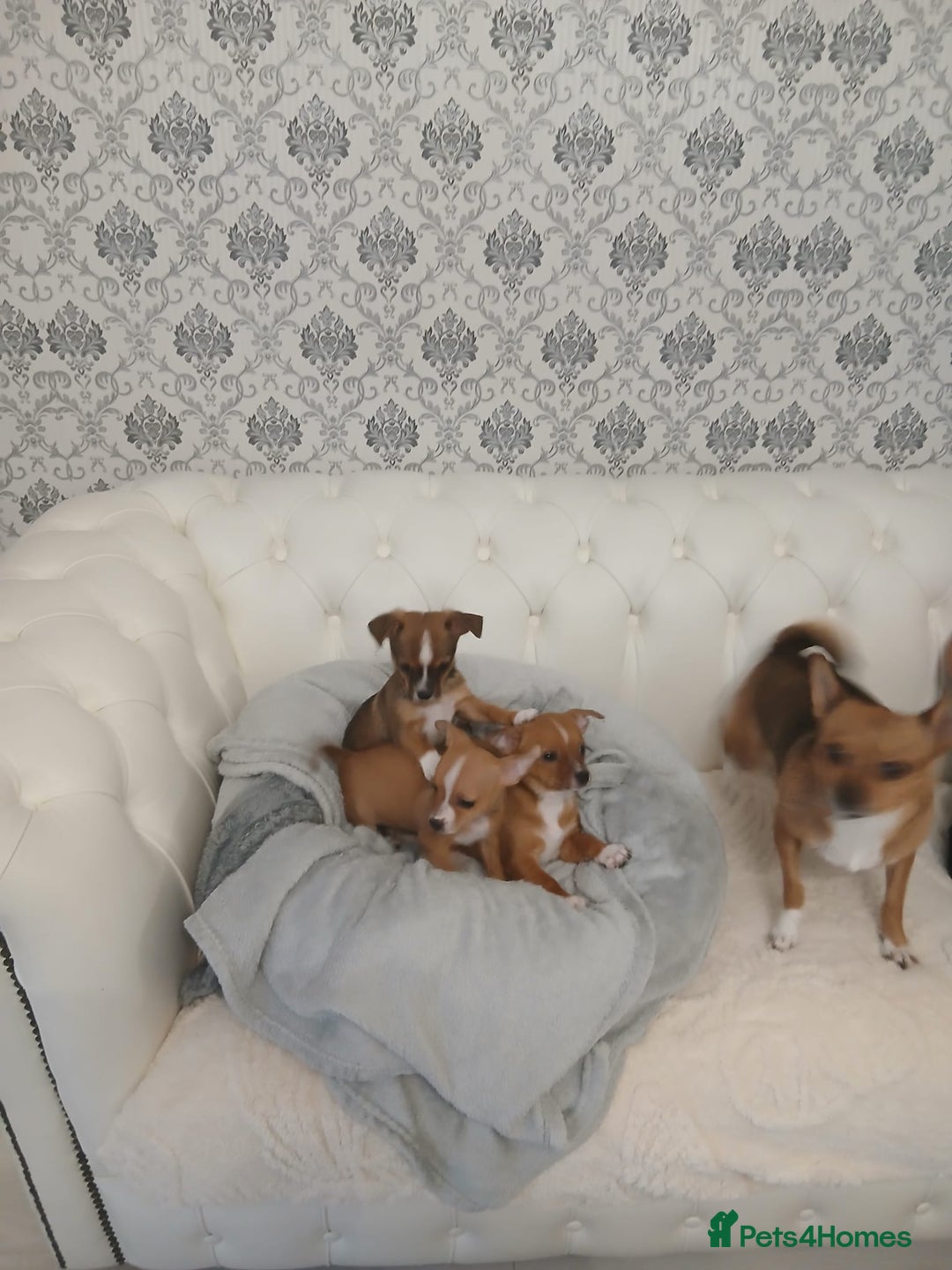 Chihuahua dogs for sale: Ready now 3 chihuahua boys looking for their home - Image 1