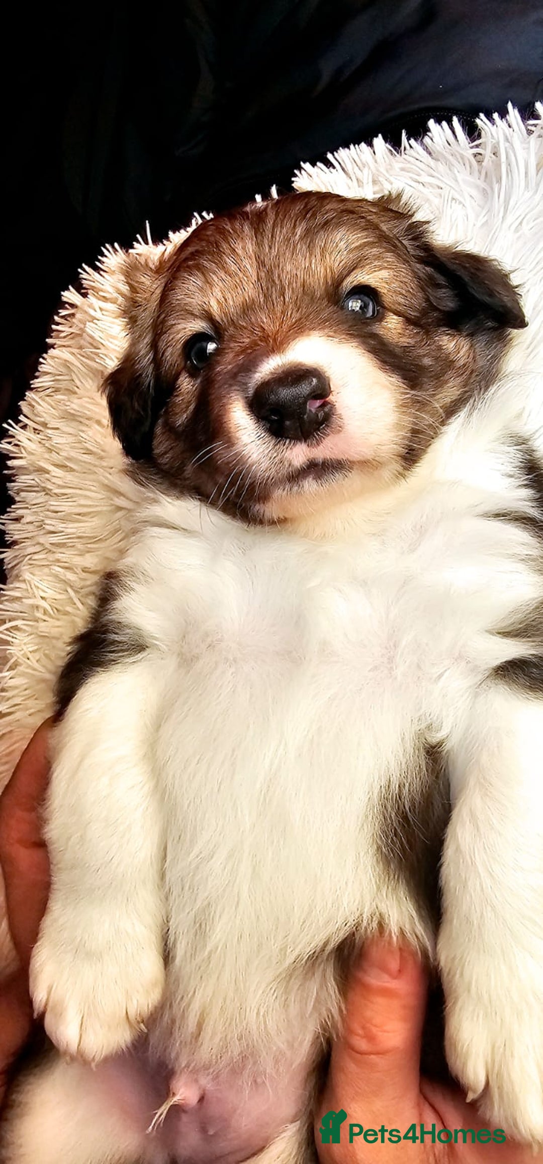 Sprollie dogs for sale: Puppies from Border Collie  - Image 24