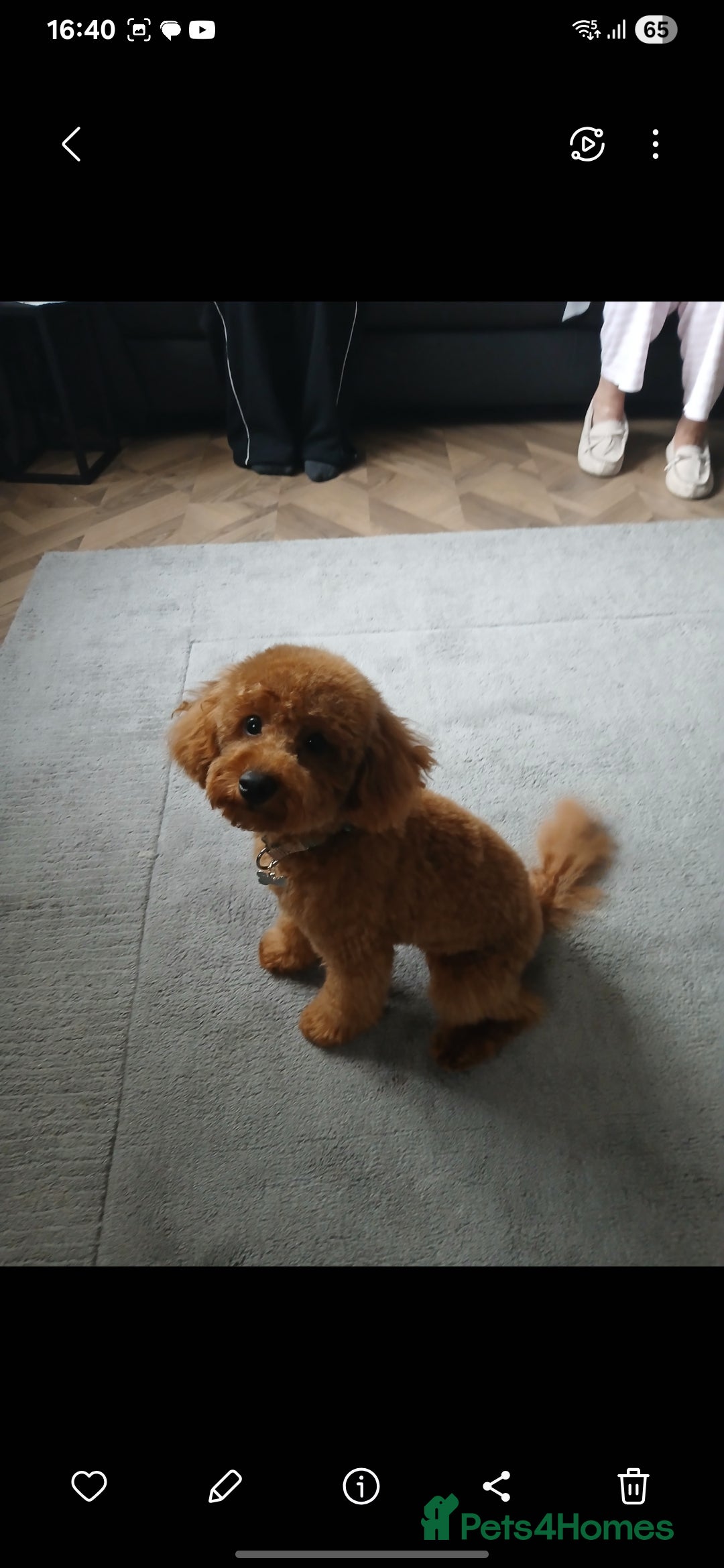 Maltipoo dogs for sale: 1 year old male Maltipoo - Advert 12