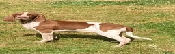 Bracco Italiano dogs for sale: Wonderful litter 1 girl remaining - Advert 1