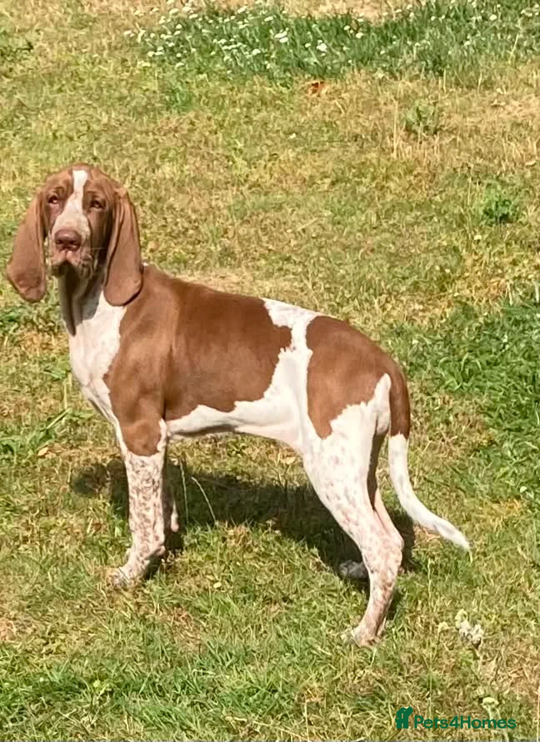 Bracco Italiano dogs for sale: Wonderful litter 1 girl remaining - Advert 1