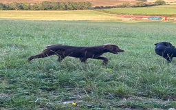 Labrador Retriever dogs for sale: Gorgeous Labrador Puppies, Ready to go.  - Image 2