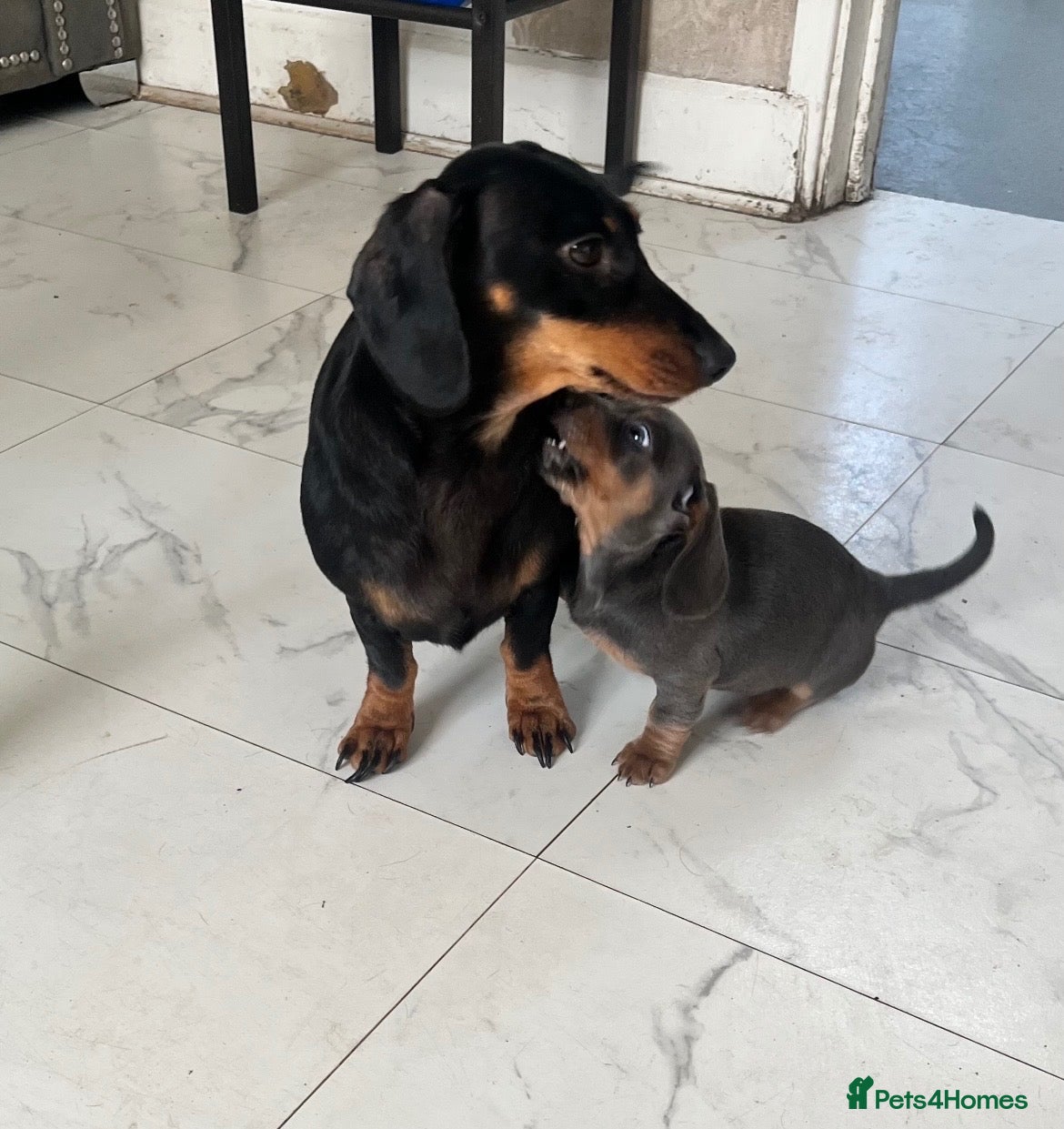 Dachshund dogs Beautiful little miniature girl dachshund - Advert 5