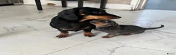 Dachshund dogs for sale: Beautiful little miniature girl dachshund - Advert 1