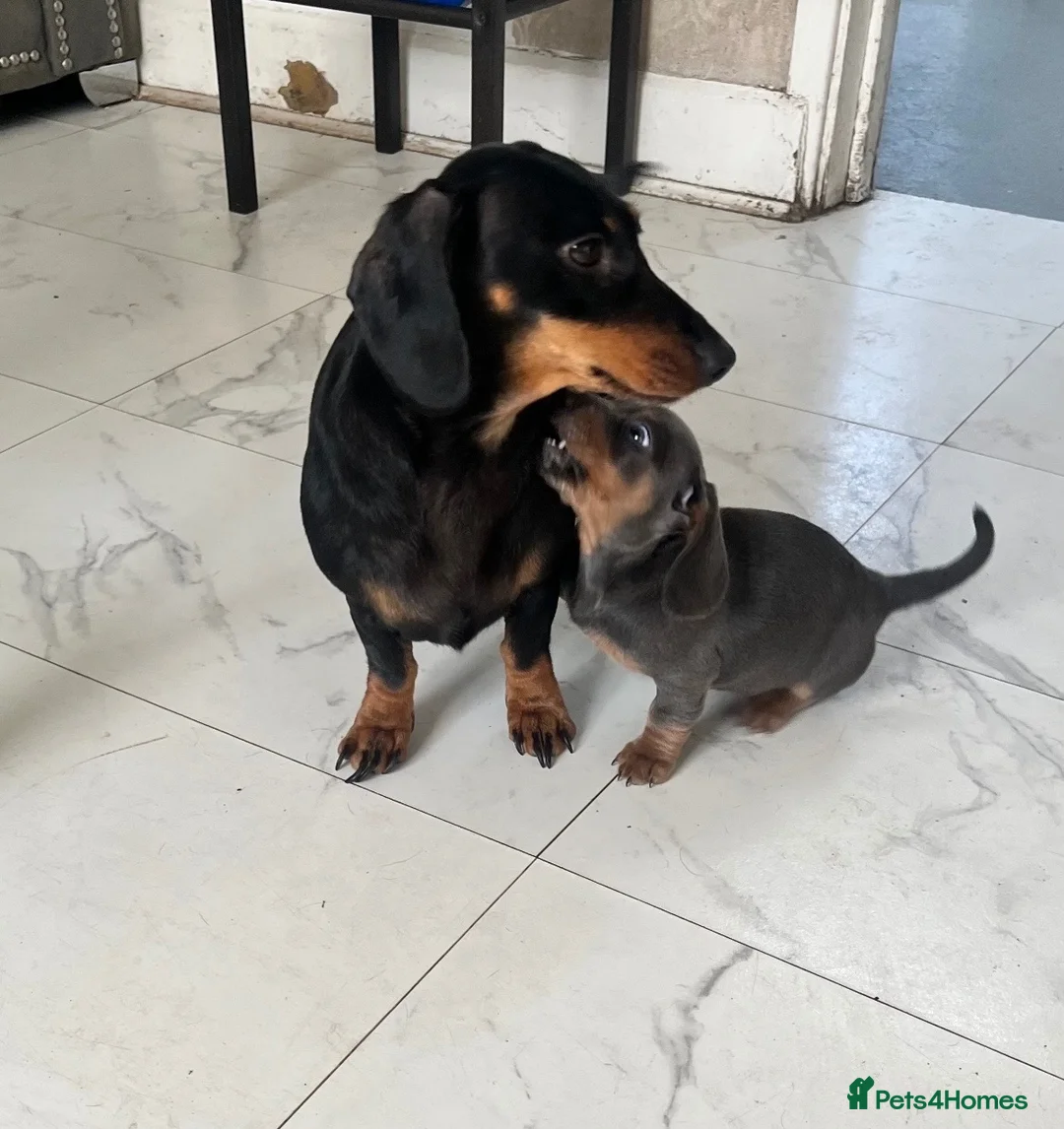 Dachshund dogs for sale: Beautiful little miniature girl dachshund - Advert 1