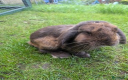 Mini Lop rabbits for sale: Brown/grey miniop female for sale  - Image 3