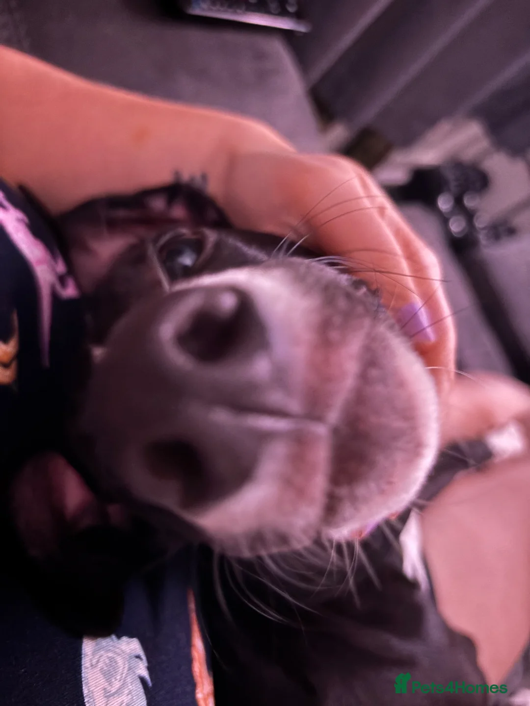 Lurcher dogs for sale: 8 month old lurcher girl in Basingstoke - Advert 7