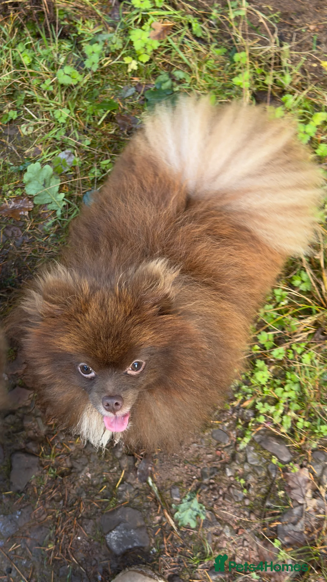Pomeranian dogs for stud: PROVEN STUD KC RUSSIAN CHAMPION LINES POMERANIAN  in Tiverton - Advert 7
