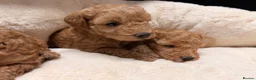 Poochon dogs for sale: 🐾 Beautiful Poochon Puppies Cream, Apricot & Red. - Advert 4