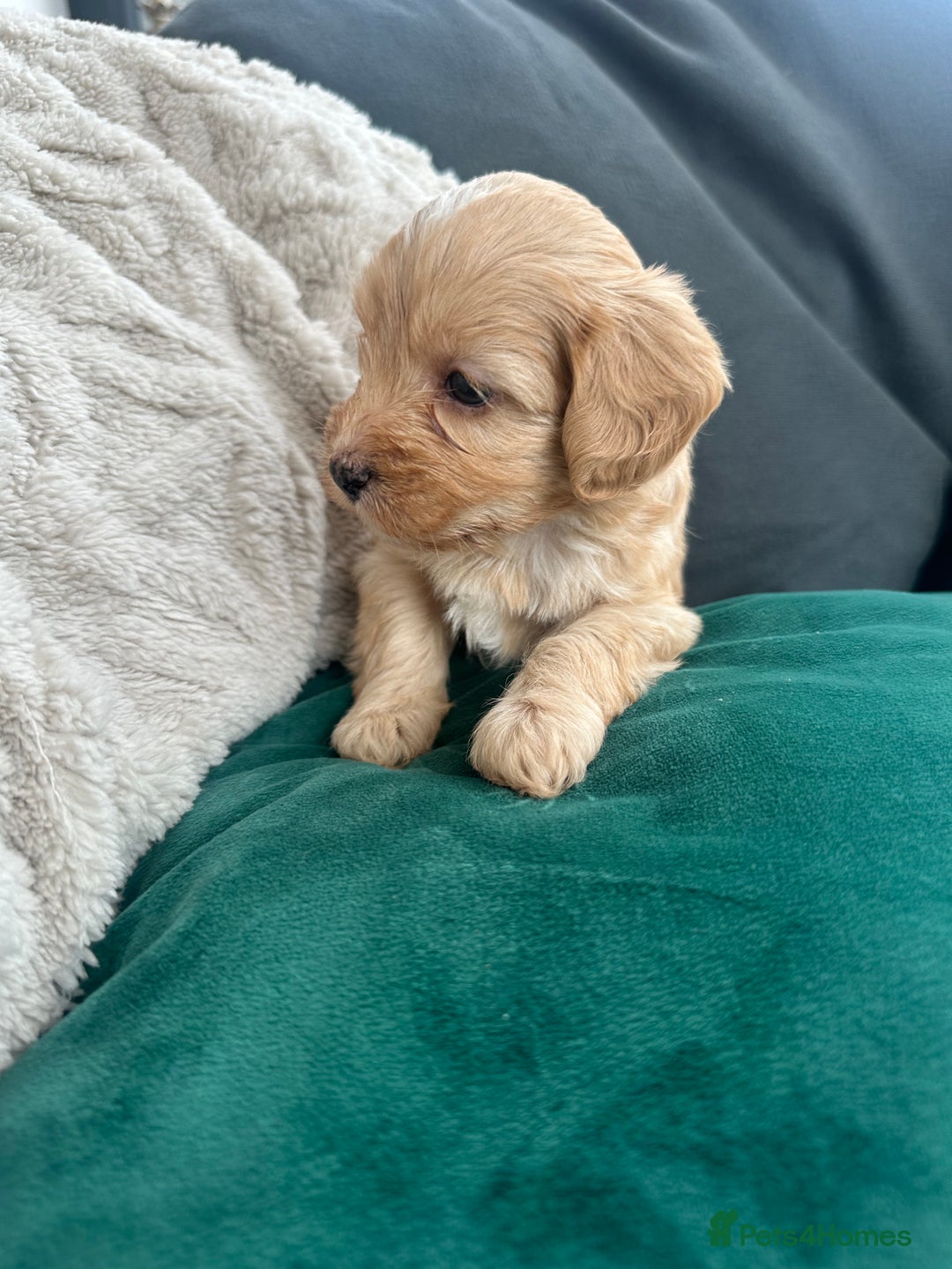Mixed Breed dogs for sale: Cavapoo Beagle x Miniature Poodle  - Advert 3