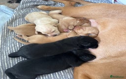 Labrador Retriever dogs for sale: Labrador Puppies For Sale  - Image 6