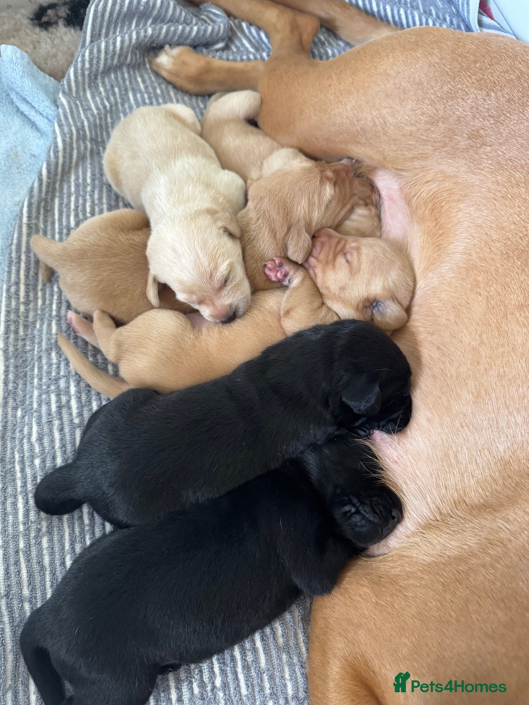 Labrador Retriever dogs for sale: Labrador Puppies For Sale  - Image 6